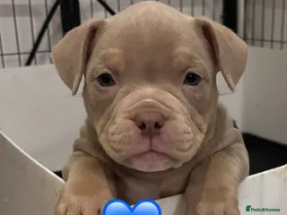 American Bully dogs Abkc Ready in 3days 🐶🐾 deposits accepted - Advert 19