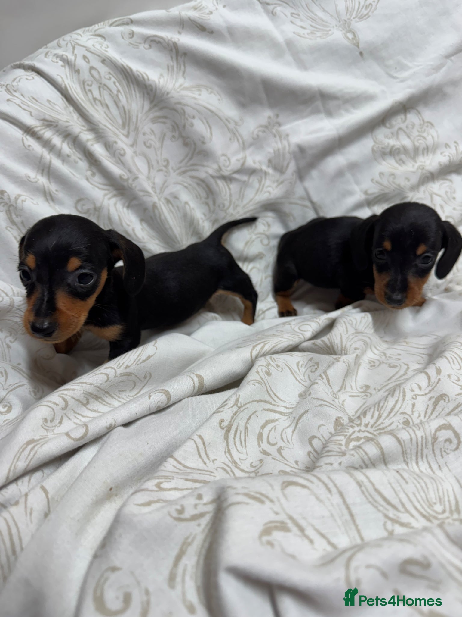 Miniature Dachshund dogs MINIATURE DACHSHUND PUPPIES  - Advert 2
