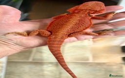 Bearded Dragon reptiles for sale: Bearded Dragon Red Monster - Image 1
