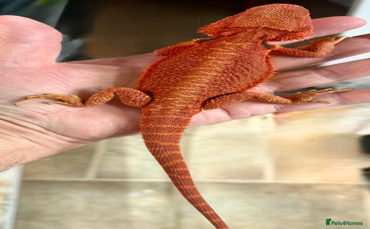 Bearded Dragon reptiles - Advert 13