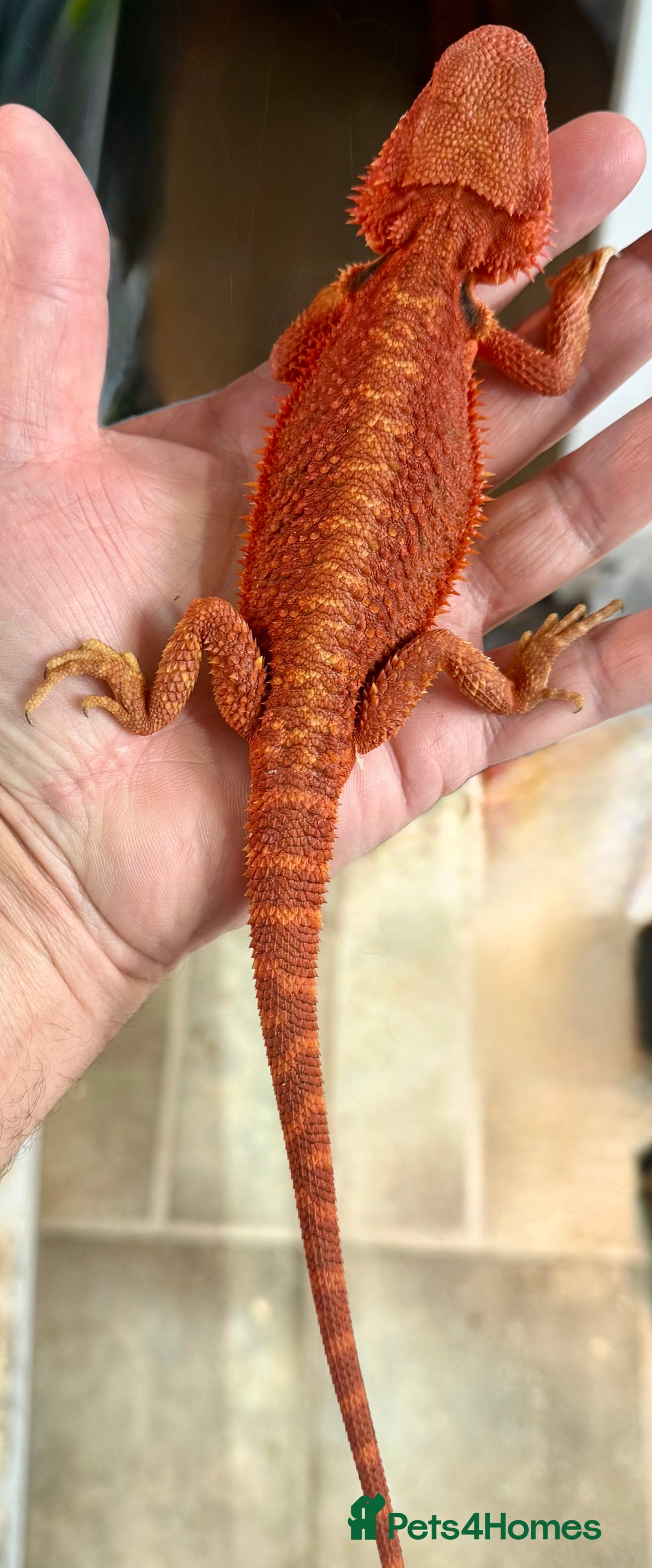Bearded Dragon reptiles for sale: Bearded Dragon Red Monster - Image 1