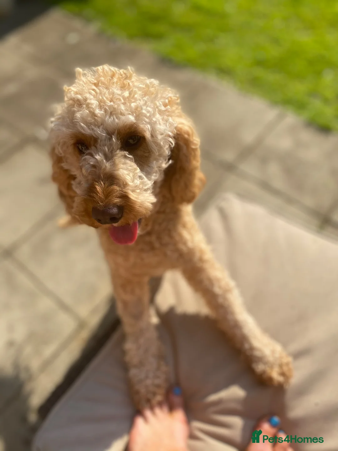 Cockapoo dogs for sale: F1B cockapoo Boy Ready for his forever home  - Advert 2