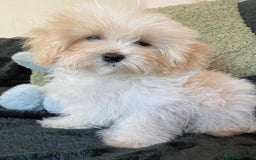 Maltipoo dogs for sale: maltipoo puppies for sale  - Image 3