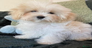 Maltipoo dogs - Advert 3