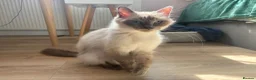 Ragdoll cats for sale: RAGDOLL kittens 3xBOYS, 3xGIRLS - Advert 31