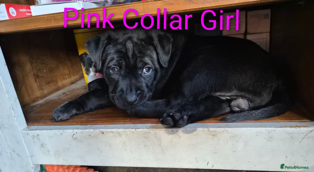 Mixed Breed dogs for sale: Ready to leave 3 Girls Left Shar-Pei x Chow pups  - Image 13