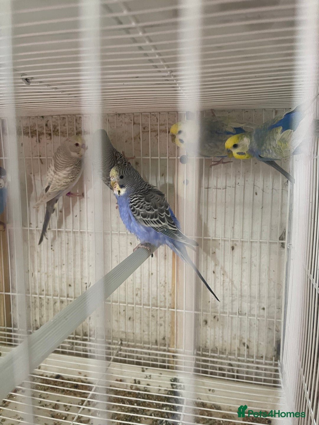 Lorikeets birds for sale: Budgies  - Advert 3