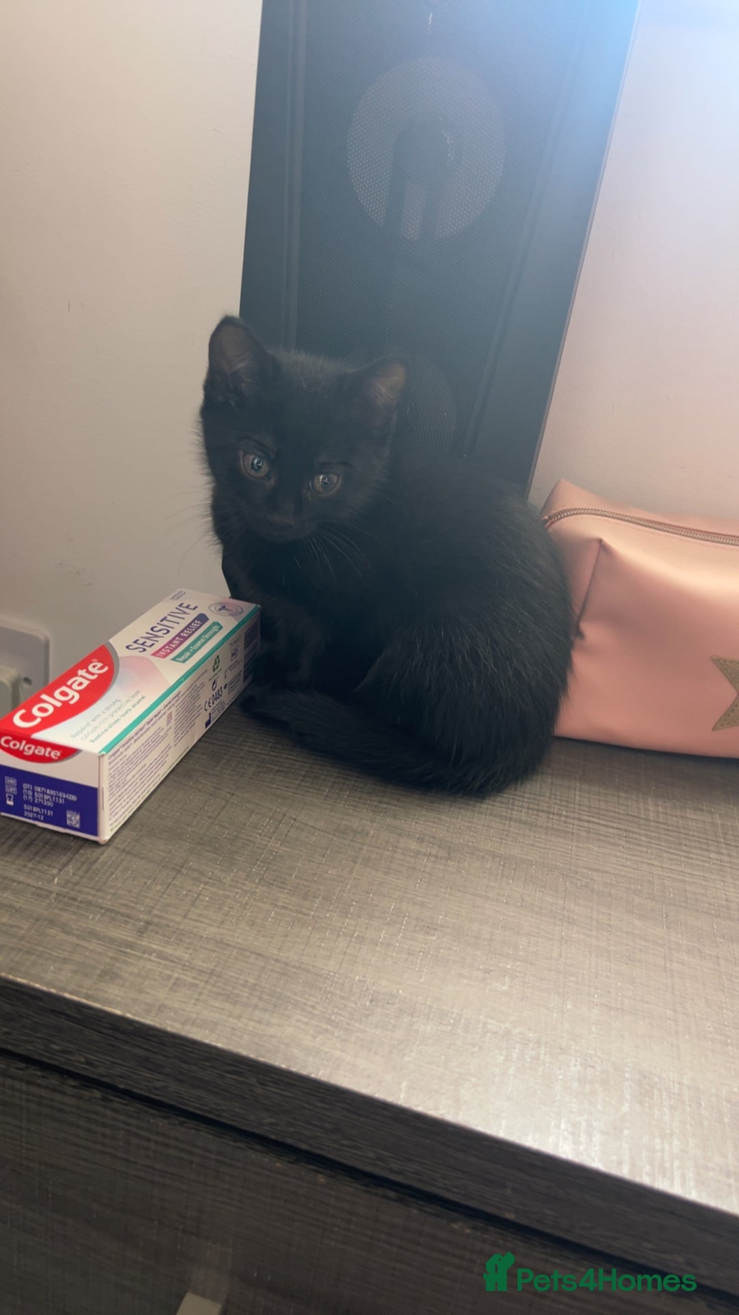 British Shorthair cats for sale: Kitten for sale cannot be seen with mother  - Image 2