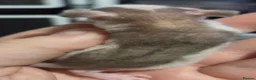 Rat rodents for sale: Dumbos and fancy rats sometimes balds.  - Advert 7