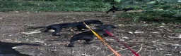 Labrador Retriever dogs for sale: Labrador retriever puppies - Advert 17