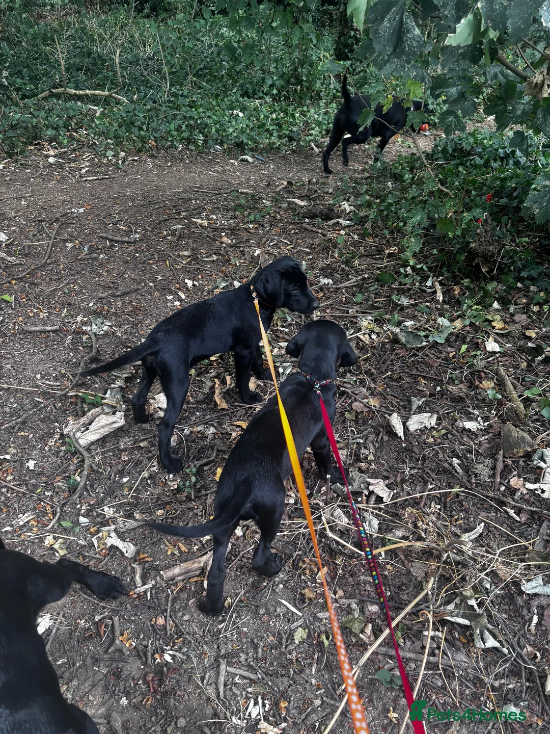 Labrador Retriever dogs for sale: Labrador retriever puppies - Advert 17