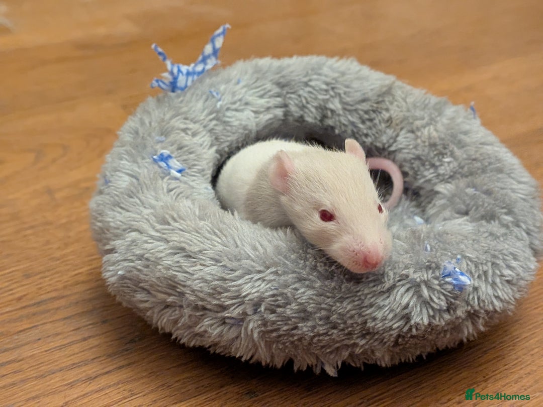 Rat rodents for sale: 4 male rats  - Image 5