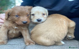 Labradoodle dogs for sale: Miniature F1 labradoodle  - Image 4