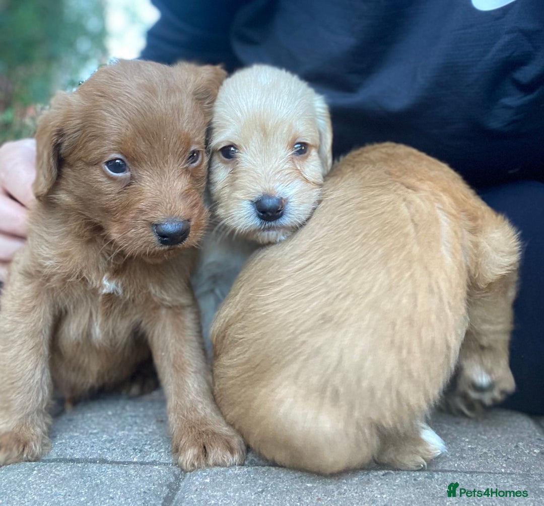 Labradoodle dogs for sale: Miniature F1 labradoodle  - Image 4