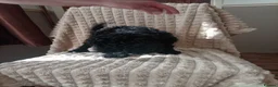 Miniature Poodle dogs for sale: Lovely mini poodles ready to go now  - Advert 25