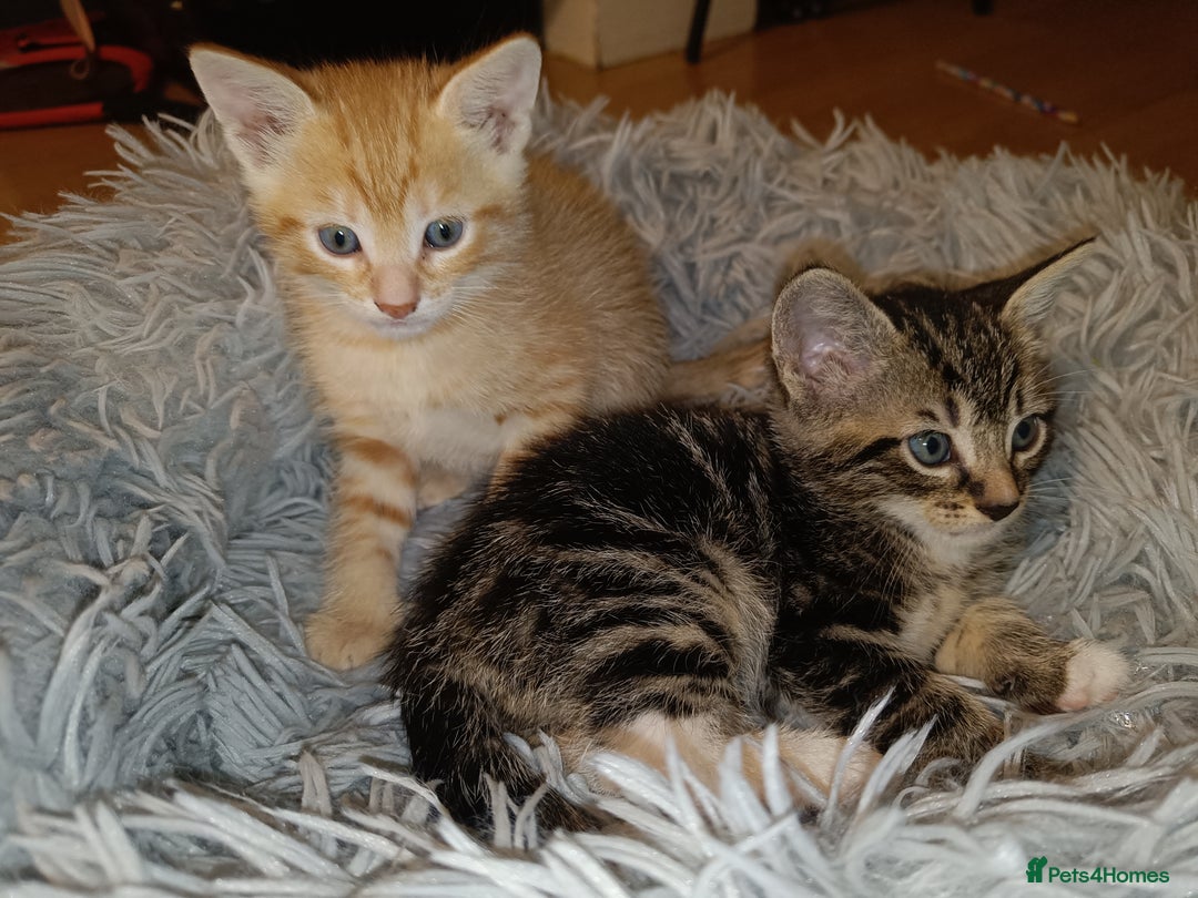 Mixed Breed cats for sale: Calico Mum, Tabby Dad kittens for sale - Image 24