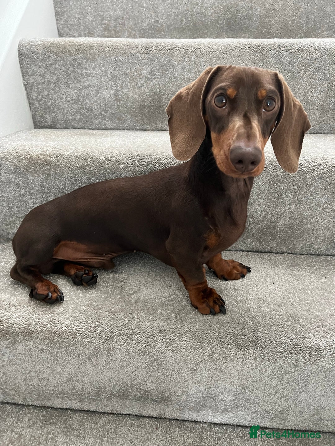 Dachshund dogs for stud: FOR STUD PROVEN kc reg Choc & tan mini dachshund in Sunderland - Advert 6