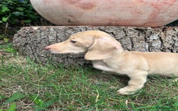 Miniature Dachshund dogs for sale: Miniature smooth haired cream dachshund. PRA/KC  - Image 3