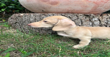 Miniature Dachshund dogs - Advert 6