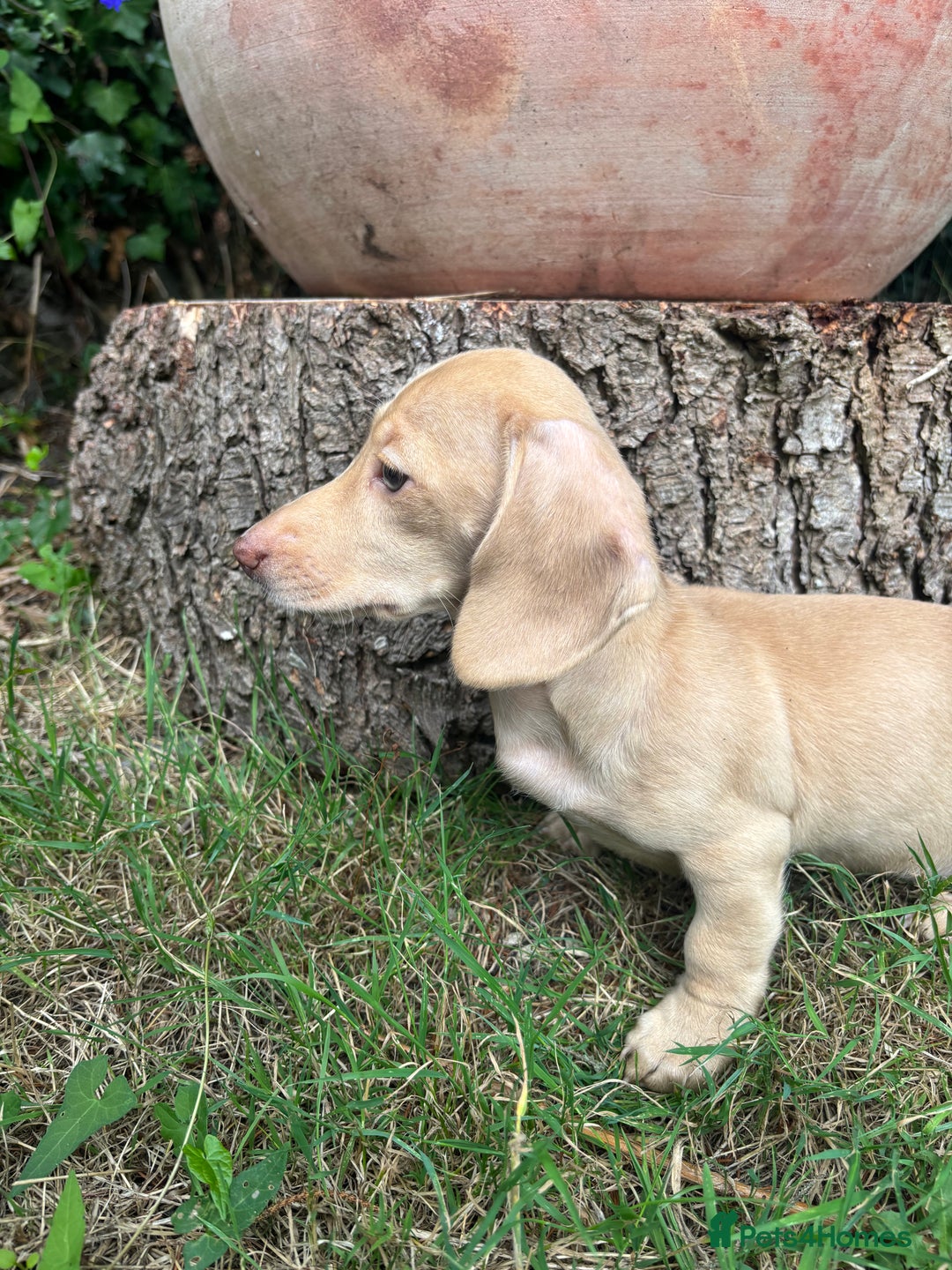 Miniature Dachshund dogs for sale: Miniature smooth haired cream dachshund. PRA/KC  - Image 3