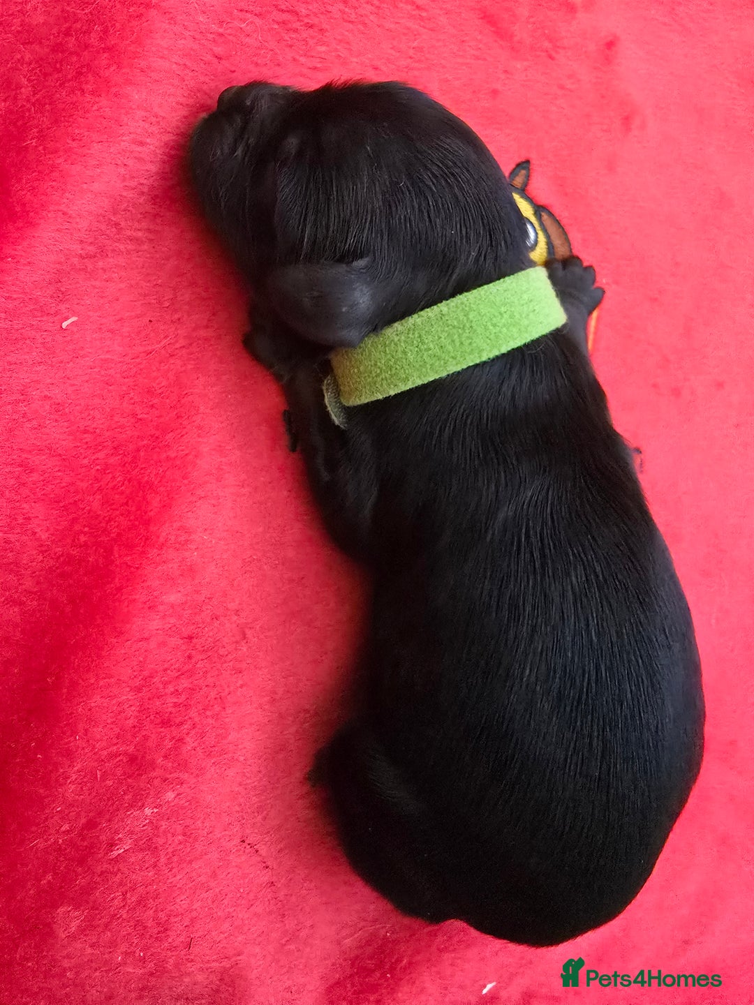 Cockapoo dogs for sale: American Cockapoo Puppies - Image 5