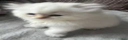 British Longhair cats for sale: 5 British longhairs for sale in London - Advert 2