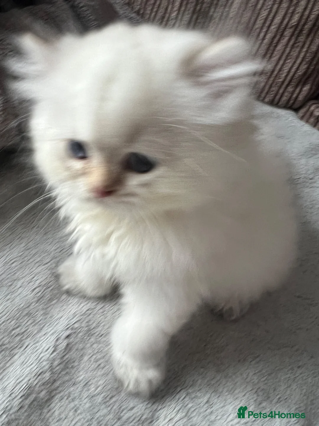 British Longhair cats for sale: 5 British longhairs for sale in London - Advert 2
