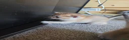 British Shorthair cats for sale: British Shorthair Golden Chinchilla Kittens - Advert 12
