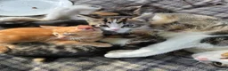 Mixed Breed cats for sale: Beautiful kittens looking for new homes  - Advert 13