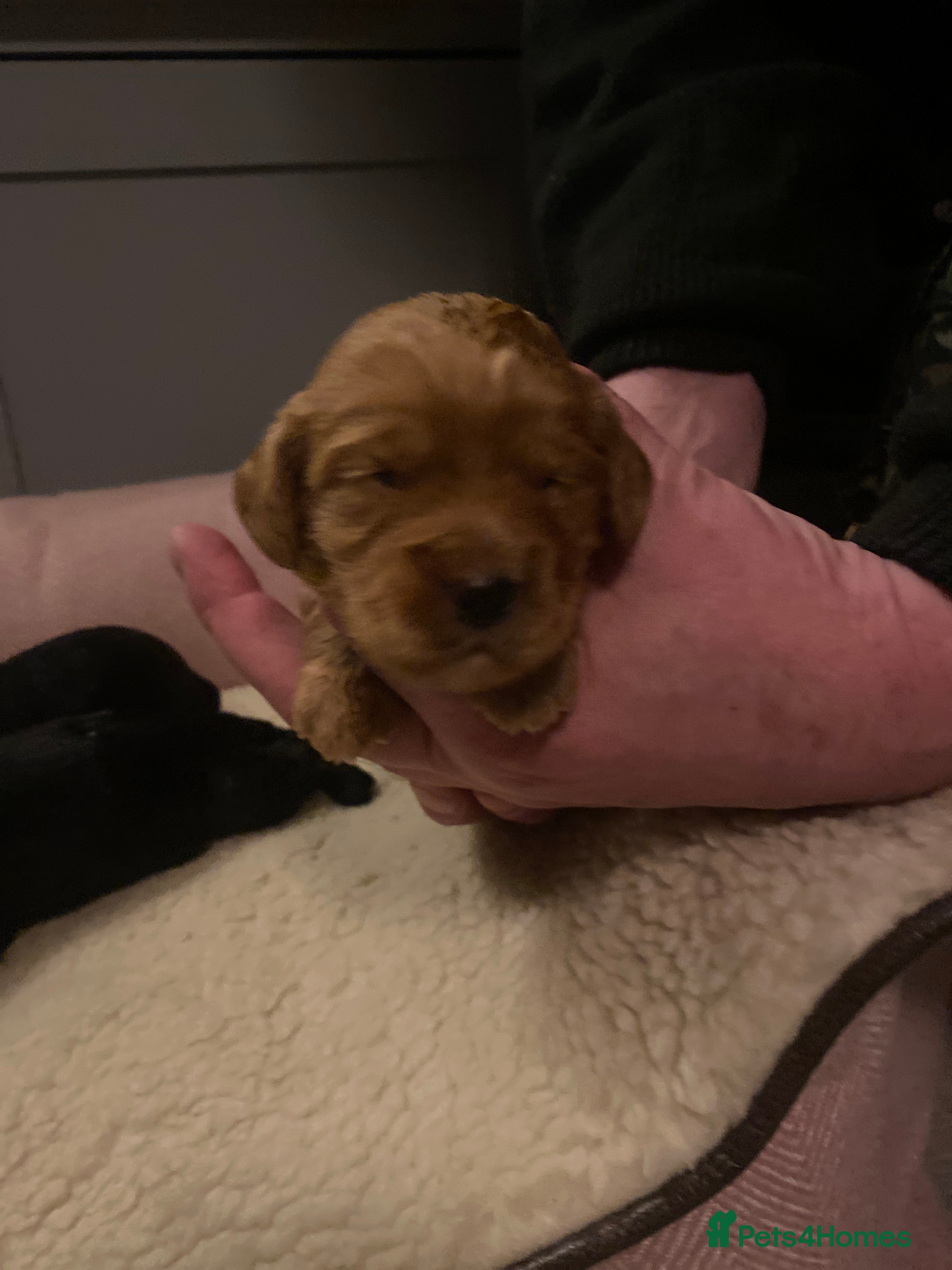 Cockapoo dogs cockapoo f1 puppies - Advert 2