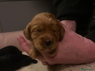 Cockapoo dogs cockapoo f1 puppies - Advert 3