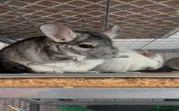 Chinchilla rodents for sale: 3 Chinchillas (family) - Image 27