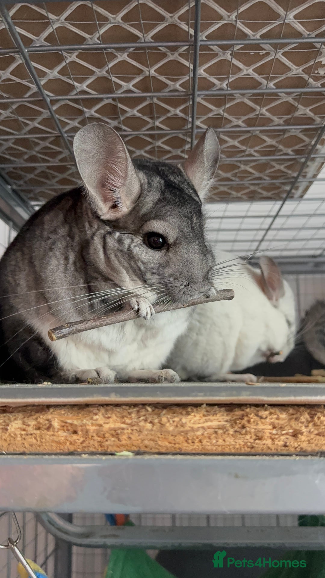 Chinchilla rodents for sale: 3 Chinchillas (family) - Image 27