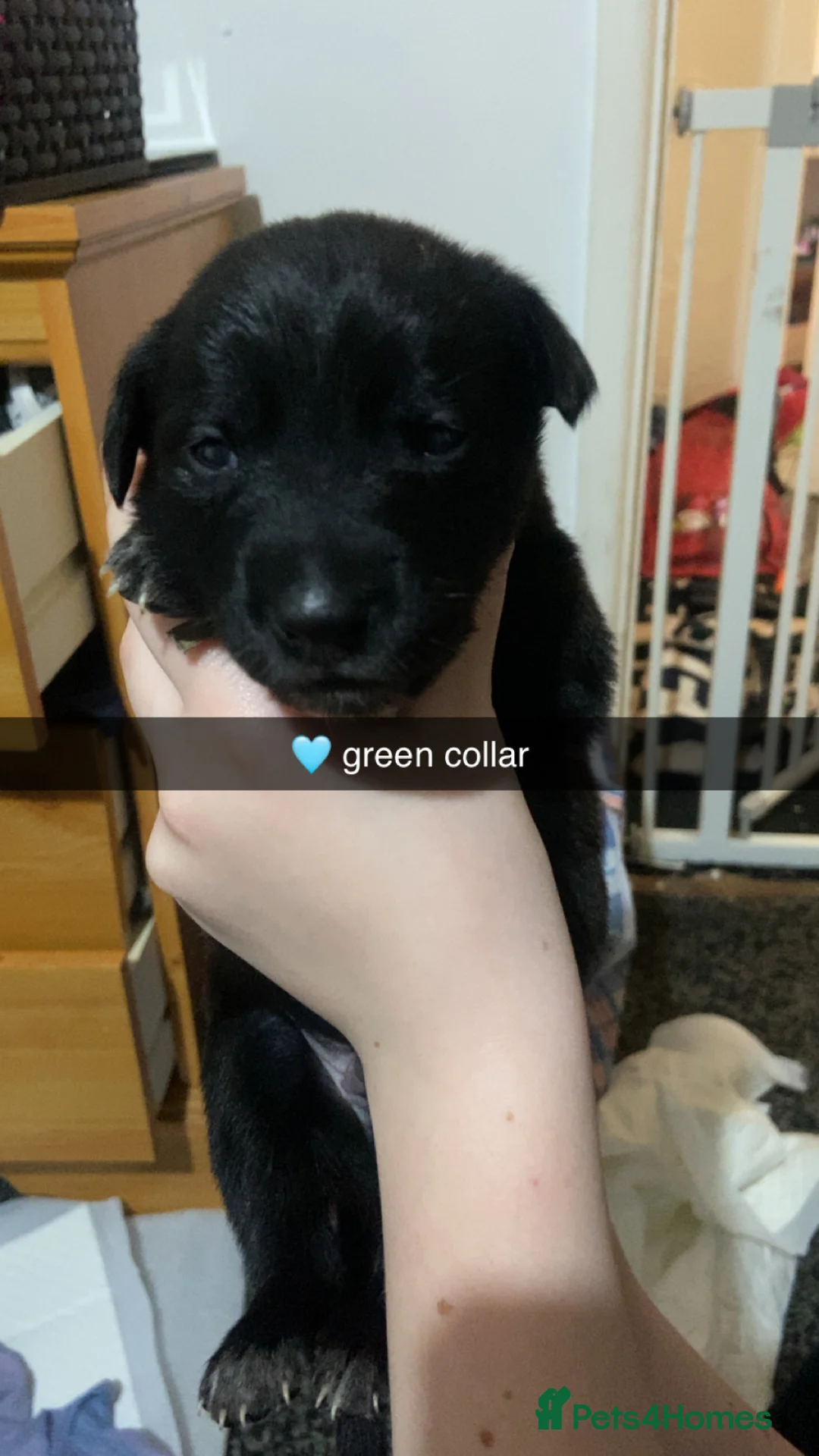 Mixed Breed dogs for sale: Whippet bull malinois X Malinois  - Advert 9