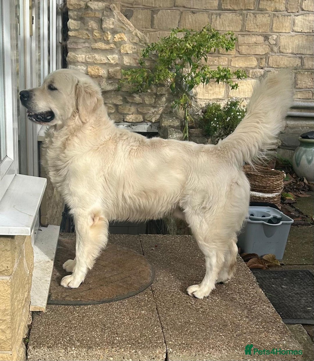 Golden Retriever dogs for sale: Chunky, cream pups - Image 24