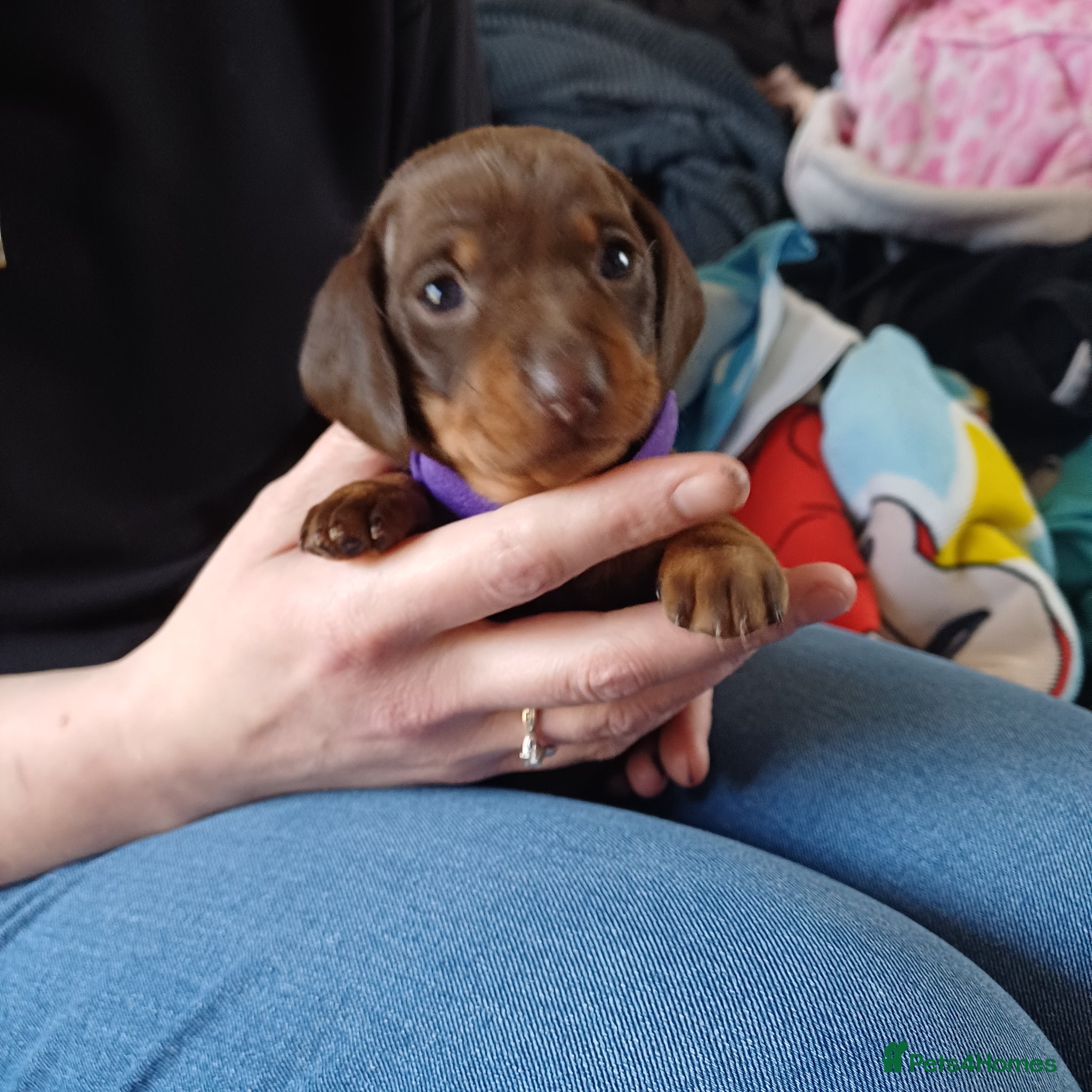 Miniature Dachshund dogs KC Registered Miniature Dachshund Puppies  - Advert 9