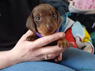 Miniature Dachshund dogs KC Registered Miniature Dachshund Puppies - Advert 9