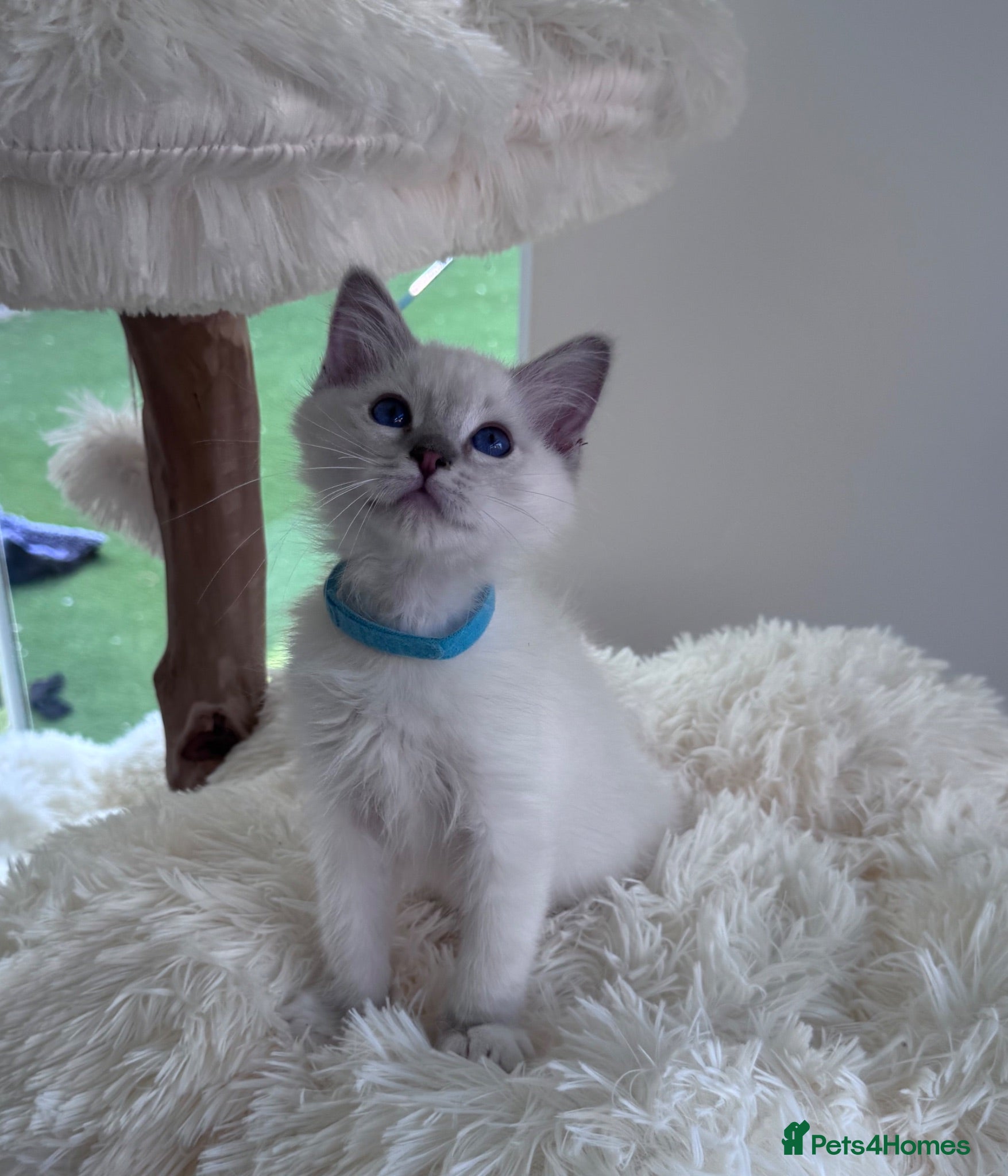 Ragdoll cats Beautiful TICA registered Ragdoll kittens  - Advert 2