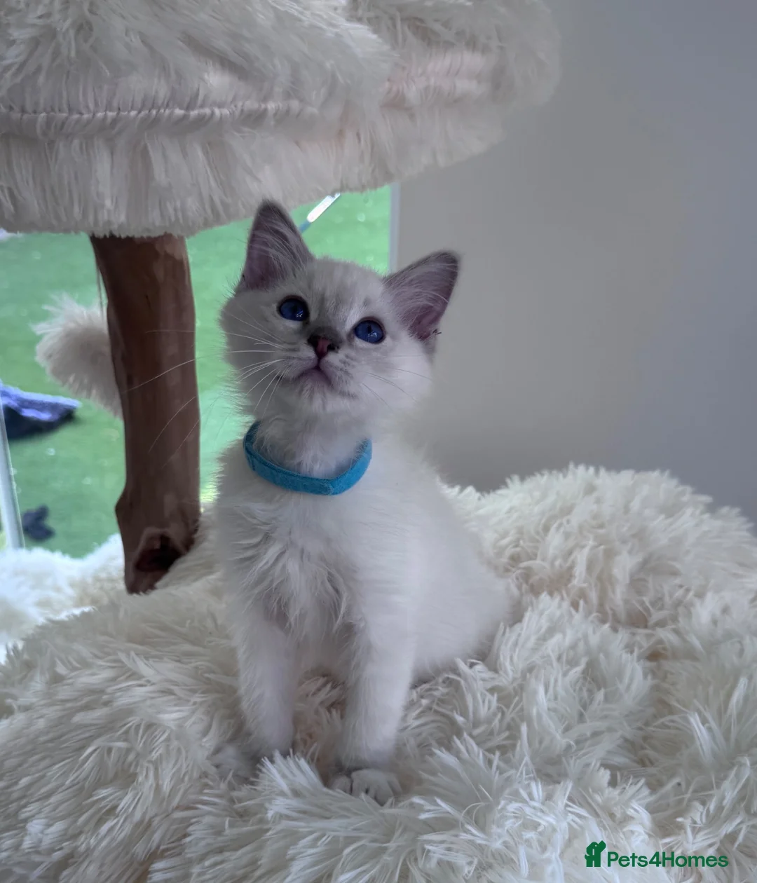 Ragdoll cats for sale: Beautiful TICA registered Ragdoll kittens  - Advert 2
