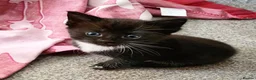 Mixed Breed cats for sale: 2 Mixed breed & 5 tuxedo kittens ready to leave - Advert 13