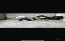 Miniature Schnauzer dogs for sale: Beautiful chocolate miniature schnauzer puppy  - Advert 6