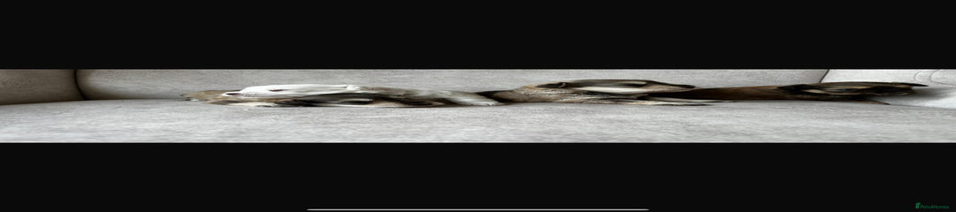 Miniature Schnauzer Puppy 3