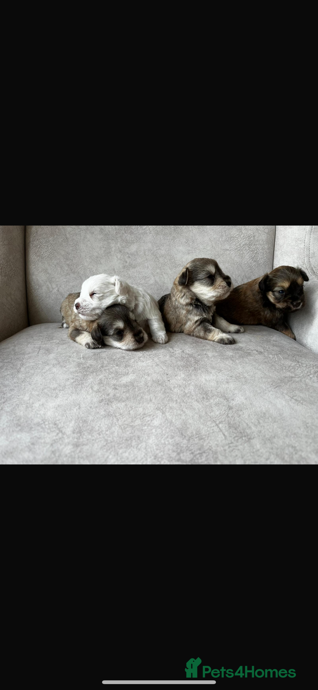 Miniature Schnauzer dogs for sale: Beautiful chocolate miniature schnauzer puppy  - Advert 6