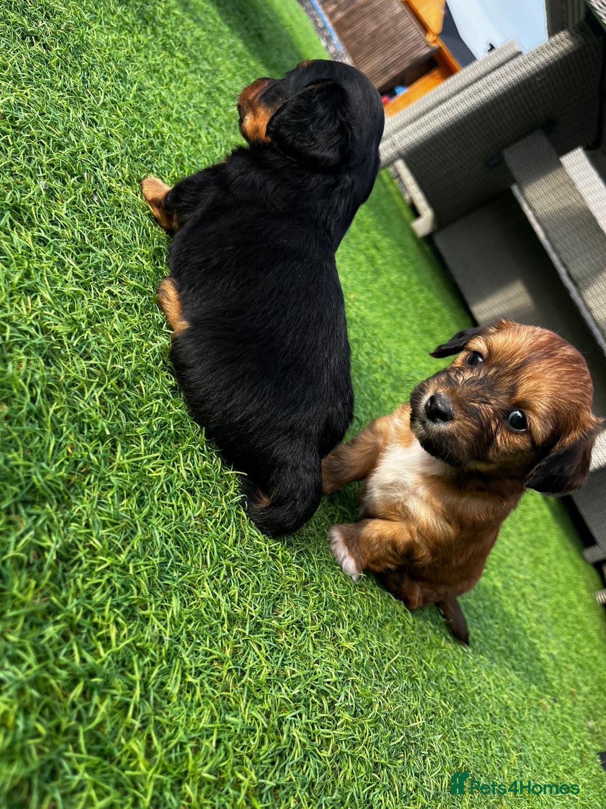 Dachshund dogs KC REG long haired miniature dachshund - Advert 1