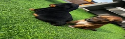 Dachshund dogs for sale: KC REG long haired miniature dachshund - Advert 1