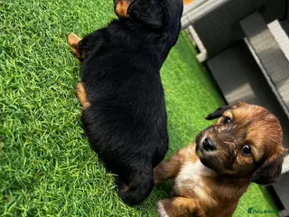 Dachshund dogs KC REG long haired miniature dachshund - Advert 1