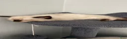 Ragdoll cats for sale: 5 males , 2 females  - Advert 11