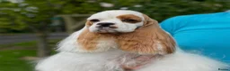 American Cocker Spaniel dogs for sale: Darling American Cocker babies - Advert 7