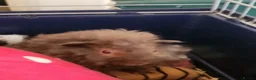 Guinea Pig rodents for sale: Adorable fluffy girl and boy guinea pig babies - Advert 9