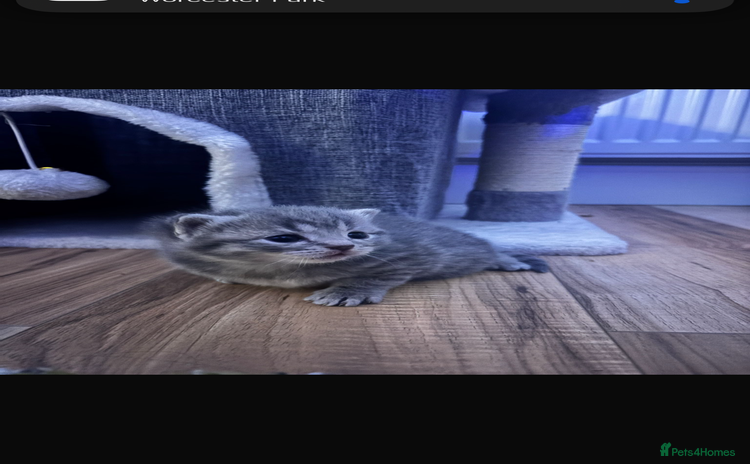 British Shorthair cats Beautiful British short hair kittens.  - Advert 7